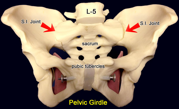 pelvic girdle